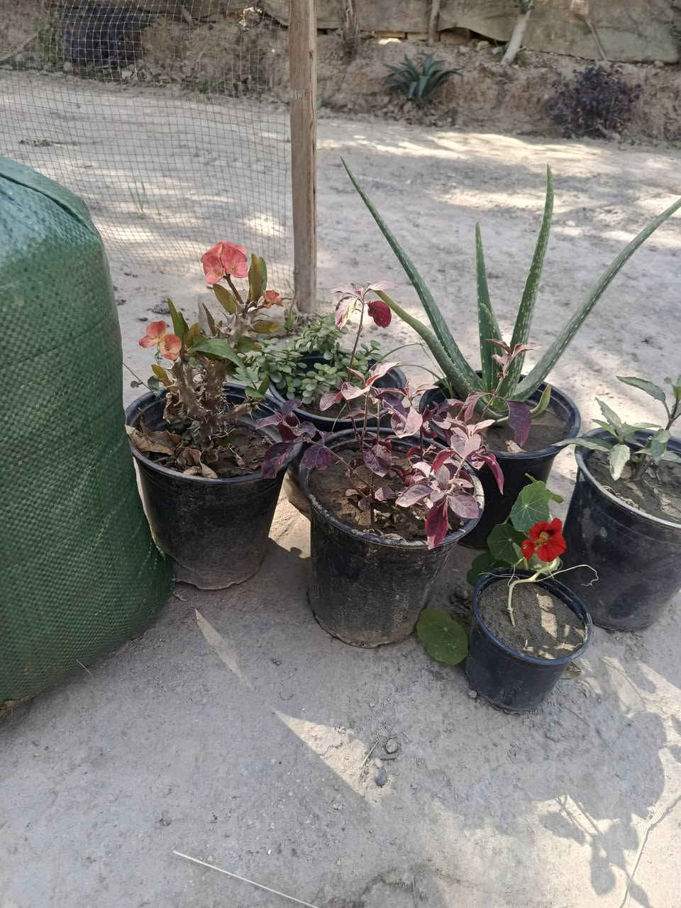 عرض لمدة اسبوع والتوصيل مجاني (المسيب____كربلاء____حله_)
6 شتلات متنوعه + كونية سماد حيواني) بسعر 15 الف


**إذا كنت صاحب هذا الإعلان وتريد حذفه لأي سبب، رجاءا أرسل رسالة إلى الدعم الفني**