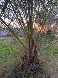 نخل • كافة الأنواع • بابل سده الهنديه