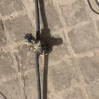 كيبل • ١٩ متر • الحله مقابل الاثار