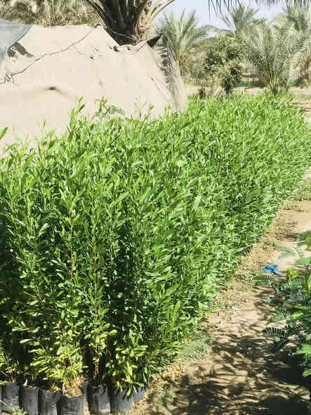 السلام عليكم 
متوفر ددونيا ارتفاع متر وفوك سعر جمله 500
وايضا متوفر البيزيا لبخ سندان 19 ارتفاع متر ونصف سعر جمله 1500 

حله /قرب العلويه شريفه (ع)
***********
