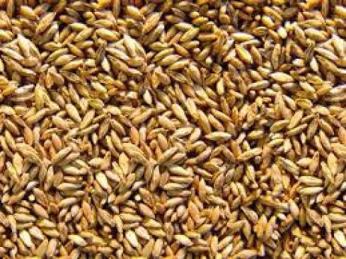 #متوفر في مكتب جنائن ذي قار البونيكام الأفغاني والبونيكام المصري الهجين و هو نبات علفي معمر يزرع في المناطق الحارة والجافة، ويمتاز بإنتاجيته العالية وقيمته الغذائية المرتفعة، خاصة في نسبة البروتين العالية (تصل إلى 28% في بعض الأنواع). كما أنها مقاومة للملوحة والجفاف والأمراض، وتنتج محصولاً وفيراً على مدار السنة يمكن أن يحل محل الأعلاف التقليدية مثل البرسيم والشعير، مما يقلل تكاليف الإنتاج بشكل كبير. 
#المميزات الأساسية لنبات البونيكام:
معمرة:
تستمر في الأرض لمدة 7 سنوات أو أكثر. 
مقاومة:
تتحمل الملوحة العالية في التربة والمياه، ومقاومة للجفاف، وقادرة على النمو في المناطق الحارة، وفقًا لـ تقارير المركز الوطني للبحوث الزراعية. 
إنتاجية وفيرة:
تُنتج كميات وفيرة من العلف الأخضر طوال العام. 
قيمة غذائية عالية:
تحتوي على نسبة بروتين مرتفعة تصل إلى 28%، مما يحسن من أداء الحيوانات. 
مقاومة الأمراض:
لا تُسجل إصابات رئيسية بالأمراض، مما يقلل الحاجة إلى الأدوية، كما أفاد مربو الأغنام بعد تجربتها. 
بديل اقتصادي:
تقلل من الاعتماد على الأعلاف المكلفة مثل الشعير والبرسيم. 
#فوائد تغذية الماشية بالبونيكام: 
زيادة الإنتاجية:
تساهم في زيادة وزن الحيوانات، وتحسين جودة اللحم والحليب.
تحسين صحة الحيوان:
تقلل من مشاكل سلوك الحيوانات مثل أكل الصوف، وتحسن النشاط العام والصحة، وتؤدي إلى تقليل استخدام الأدوية.
ملاحظات حول الزراعة: 
يتطلب البونيكام مناطق مشمسة وحرارة مرتفعة.
يفضل ريه عند الحاجة، سعر الكيلو 8 الف يتوفر توصيل لجميع محافظات العراق للاستفسار الاتصال *********** او مراسلتنا خاص او واتساب
