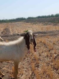 فحل افقاني اللبيع.   07802319983