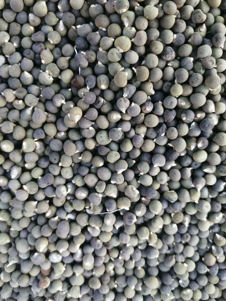 متاح بذور البانيا البتره الحياويه شرط تاخذه
40يوم تاكل من يمه 

تطلع مو بتره تطلع بيه لو اسود

فلوسك ومخاسيرك كله مرجوعه

ما اكفلك البذور الا اذا كانت كاعك صبخه

العنوان واسط قظاء الحي ***********
