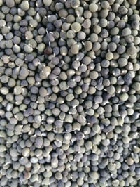 بذور البانيا • ٤٠يوم • واسط قضاء الحي