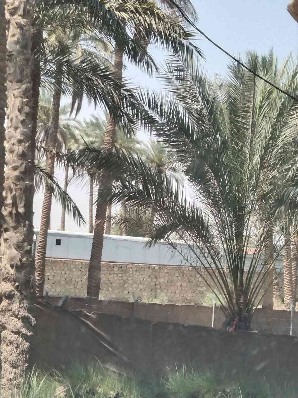 للبيع .. للبيع .. 
نصف دونم على شط الكوفة في النجف منطقة القزوينية مقابل مشروع ماء الكوفة طابو ملك بالاصل عثماني الأسود مسيجة بالكامل والشط مشتغليه حجر الواجهة ٢٨م و العمق ٤٥م منطقة شاليهات وسكن محافظات تصلح استثمار ومتوفر كامل الخدمات ماء وكهرباء ومدارس ومستوصف وخط كيات وتبعد عن جسر الامام علي عليه السلام ٣ كيلو تقريبا وجيرانها ذهب وشخصيات عاليمين قاضي وعاليسار الارض مهندس وبسعر مناسب قابل للتفاوض للأستفسار أكثر الاتصال على الرقم خاص او واتس  ***********
