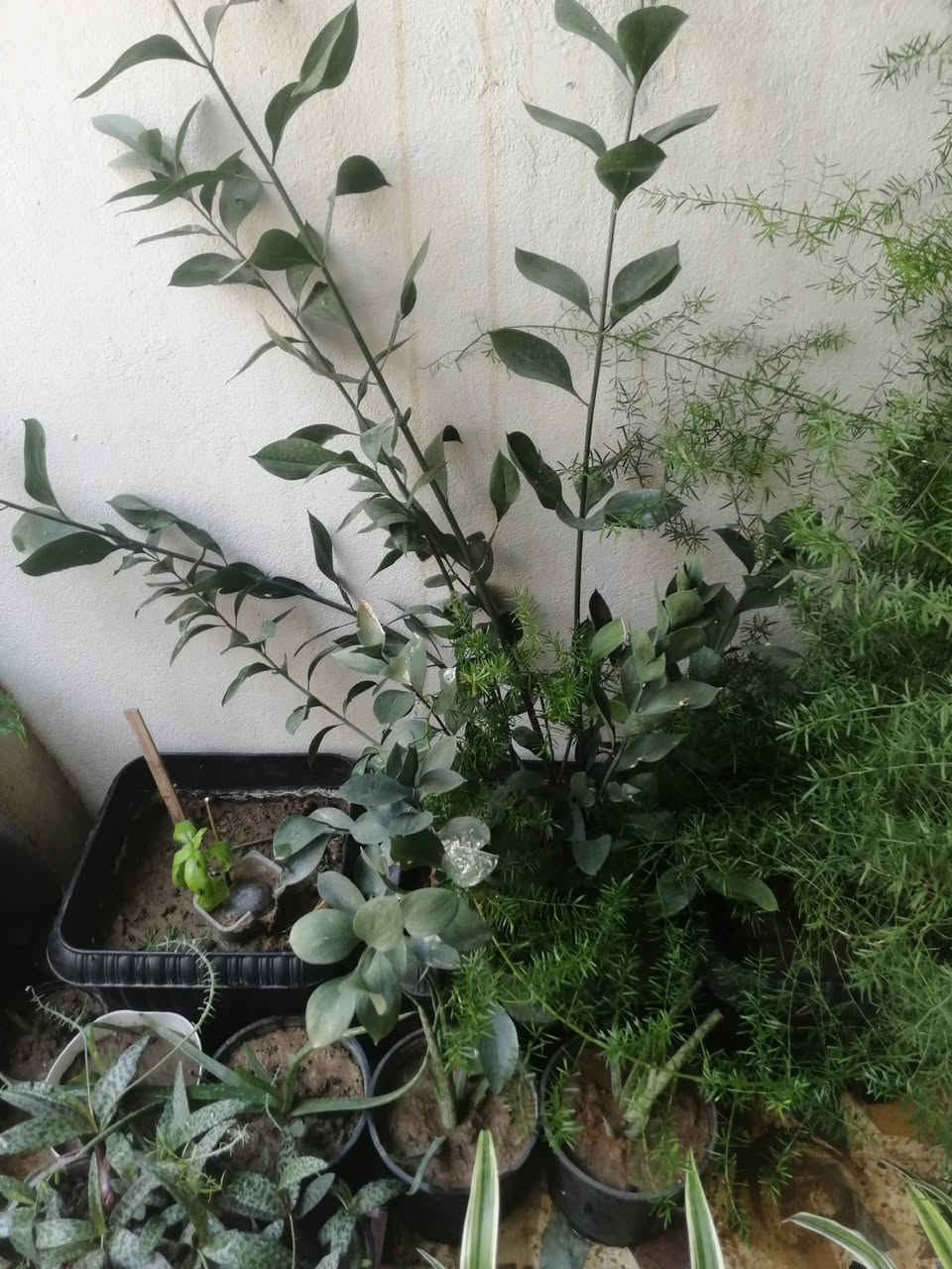 نباتات كبيره اكو الصالون والستار واظافر العروس كلهم على متر واسعار مناسبه


**إذا كنت صاحب هذا الإعلان وتريد حذفه لأي سبب، رجاءا أرسل رسالة إلى الدعم الفني**
