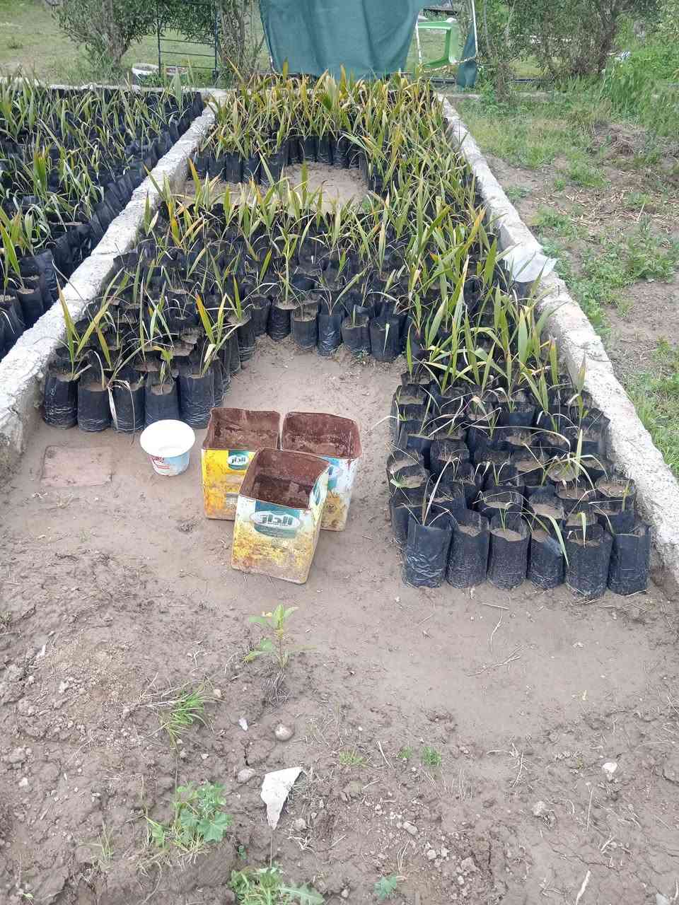 متوفر أشجار رمان وتين وواشنطوني ابيع جملة ماكو مفردات للتواصل ***********
