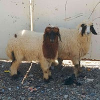 زوج فطايم للبيع يرهم ذبح 07759235718