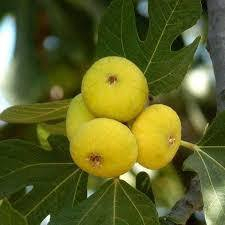 اخوان يوجد شتل تين للصنف الاتي يوجد حجمين
تين عقرة الشهير
تين اسباني اصفر 
تين اسباني اسود بلاك ميشينيان
تين التركي براون
تين عبيدان السعودي
تين دينا او يسمى ديانا الكبير
تين كادوتا 
تين سوري جاسم اصفر
تين قبرصي 
تين سلطاني
تين شاكري
تين غداني مغربي
تين السيده الاصفر العنق
تين السيده الاسود العنق
سارع بالحجز ولضمان الانتاج والنوع
يوجد جمله ومفرد  
#يتوفر-توصيل-لكل-العراق
للحجز مراسلة الصفحة على الخاص 
شتل  حجم متر سعر مفرد 4500
شتل حجم 50 سم سعر مفرد 3000
طبعا يوجد خصم لاصحاب الجمله


**إذا كنت صاحب هذا الإعلان وتريد حذفه لأي سبب، رجاءا أرسل رسالة إلى الدعم الفني**