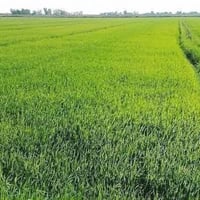 تاجي سبع البور • دونمين • ماء وكهرباء