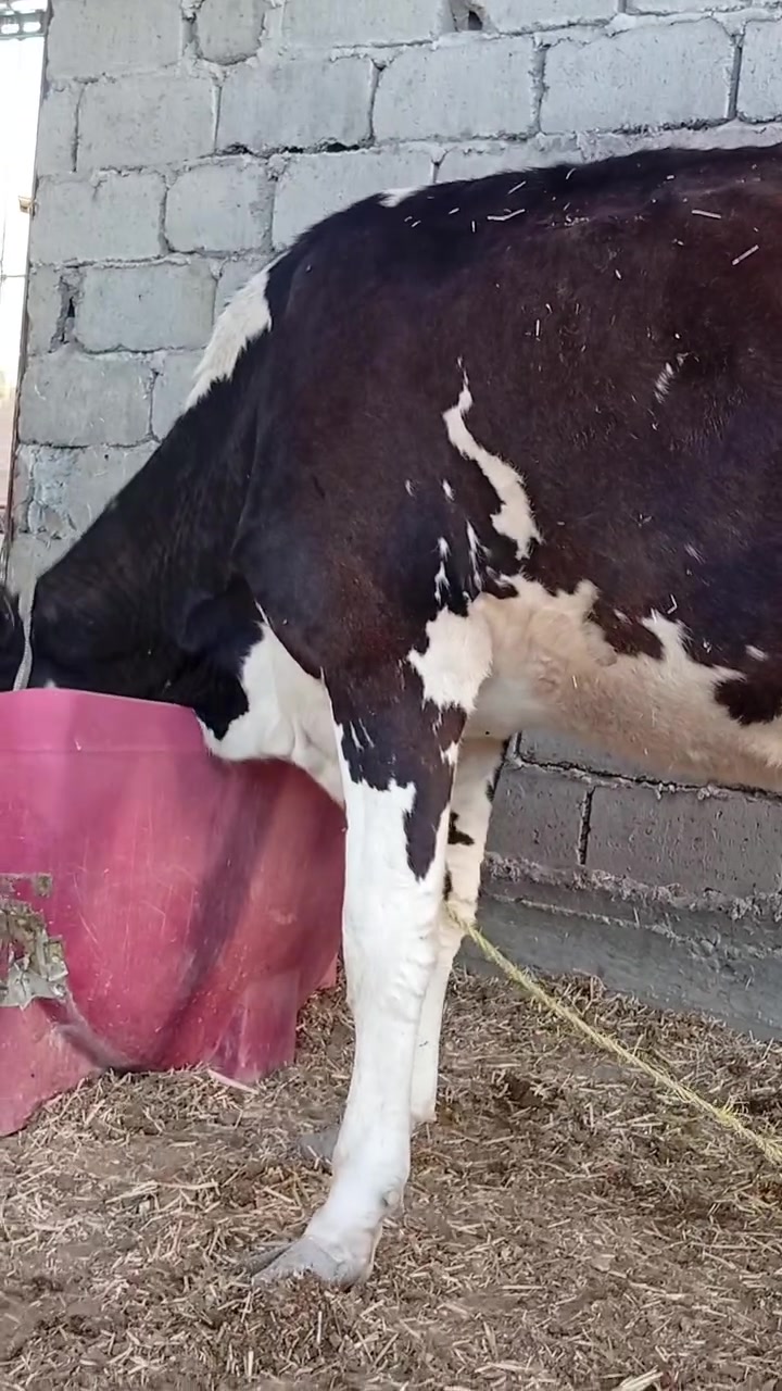 بسم الله الرحمن الرحيم
ربنا آتنا من لدنك رحمة وهيء لنا من امرنا رشدا 

صدق الله العلي العظيم 

بجر اول بطن هوشتاين الماني جمه اصل خط اول وراهه فحل اجم حليب ودسامه وهداوه خير من الله متعهده بكافه شروط الجني بابل ناحيه الشوملي للاتصال *********** واتساب *********** يوجد توصيل لبعض المحافظات وحسب الاتفاق

ملاحظه البقره محلوبه ومصورة
