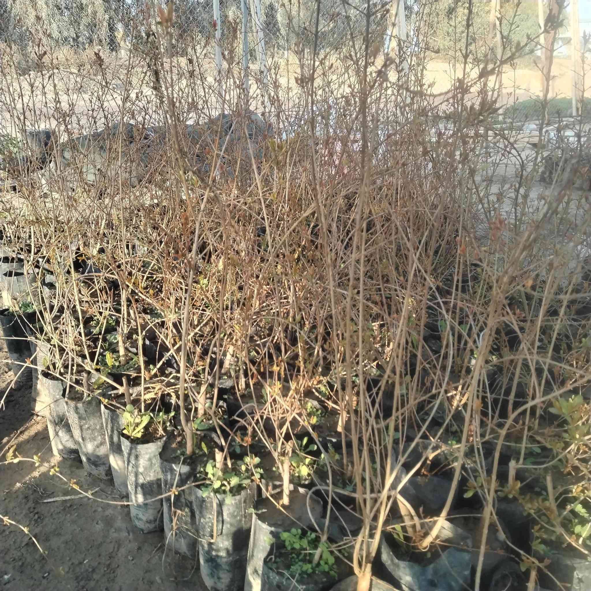 دعم #بمتابعة البيج والمشتل وتجدول كل ماي يناسب المنازل والحدائق


**إذا كنت صاحب هذا الإعلان وتريد حذفه لأي سبب، رجاءا أرسل رسالة إلى الدعم الفني**