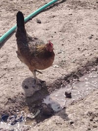 للبيع 07508234498