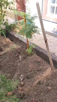 الشمري • معالجة الأرض • النجف