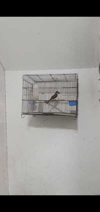 بۆفرۆشتن وەقەفەسەوە20هەزار07702219763