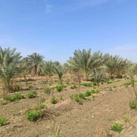 بستان • ٦ دونم ونص • طويريج شط طله