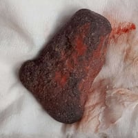 عرگ هبهاب افريقي احمر شاخط من نوادر حجر الهبهاب مكشوف روحانيه فول حب و...