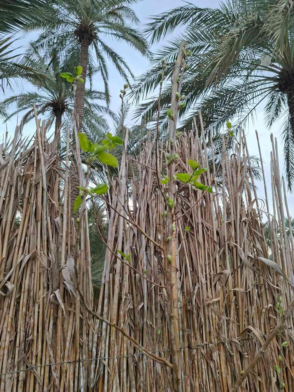يوجد دونم  وربع خلف المعهد الفني منطقة الدويهيه  مسيح بي ار سي الواحهه ٥٠ والنزال ٨٠ النهر على جهة وجه البستان بيه بيت كرفانات بسيط مخدوم انواع النخيل برحي ومجهول وتبرزل وشويثي وزاهدي واصناف اخرى سعره ٩٠ وبيها مجال بسيط للتواصل ***********
