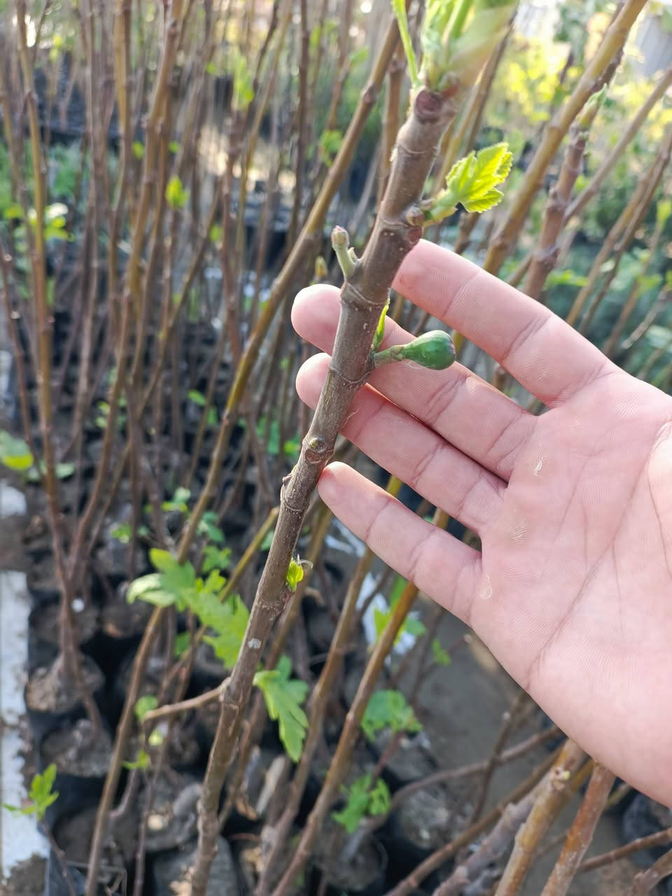 #ياعلي تم وصول وجبه جديده من الحمضيات ((ديالئ)) والنارنج الأحجام العملاقه للحجز والاستفسار مراسله الصفحه او الاتصال على الرقم التالي:
***********☎️
