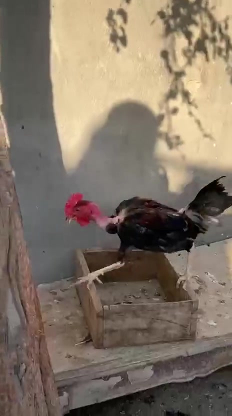 ديوجه للبيع الزوج ب٢٥ فسيفس للذبح ب٣٥ قفل بابل شارع ٨٠


**إذا كنت صاحب هذا الإعلان وتريد حذفه لأي سبب، رجاءا أرسل رسالة إلى الدعم الفني**