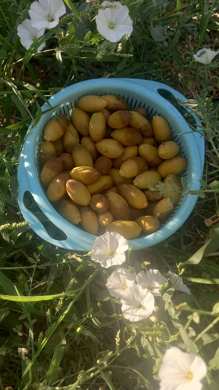 بسم الله وعلى بركه الله والله خير الرازقين السلام عليكم تمر استعمران حوي اليوم الكيلو ب ١٠ مكاني فلكه الماجديه  قرب مؤسسة عشاق الحسين   #ملاحظه تخابرني   واجيبهن الك  على الاتصال ومتوفر واتس *********** متوفر توصيل مناطق ميسان فقط
