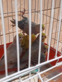 طيور حب • ٤ أفراخ • بيض