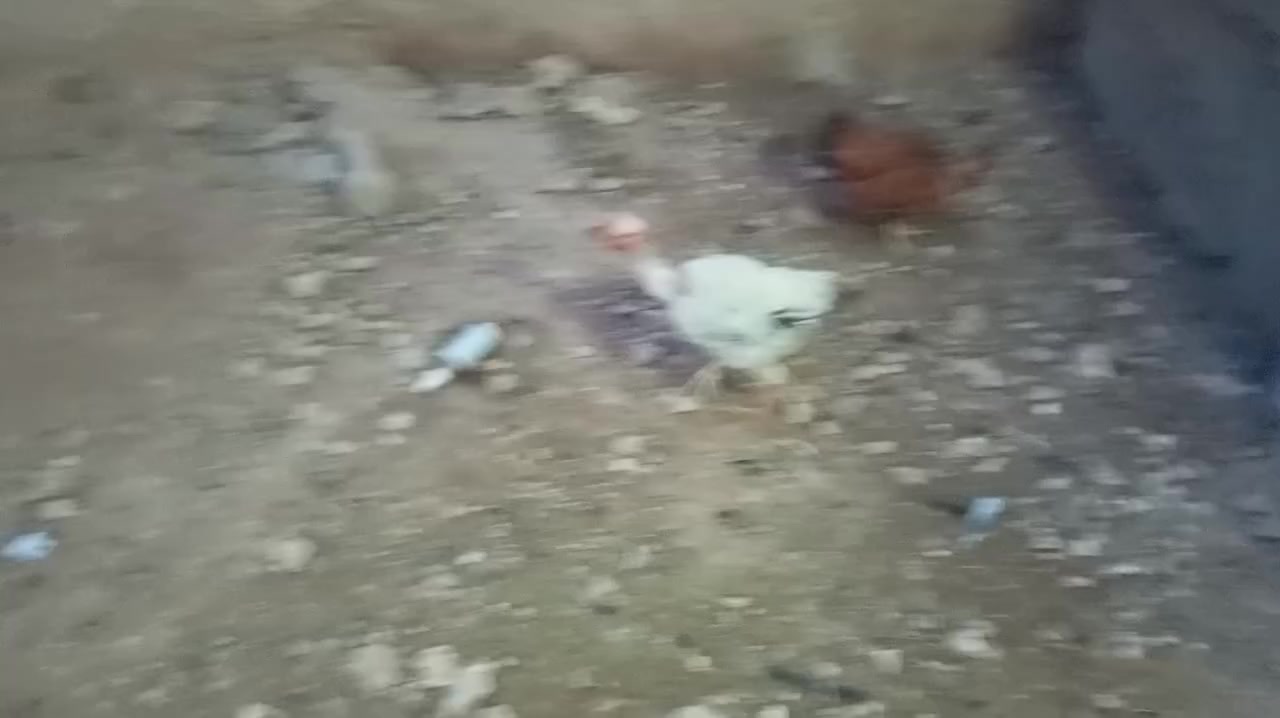 متاح ديج و دجاجه امهات ركيبه سعر ب 22وبيها مجال


**إذا كنت صاحب هذا الإعلان وتريد حذفه لأي سبب، رجاءا أرسل رسالة إلى الدعم الفني**