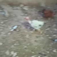 ديج • دجاجه امهات • فيها مجال