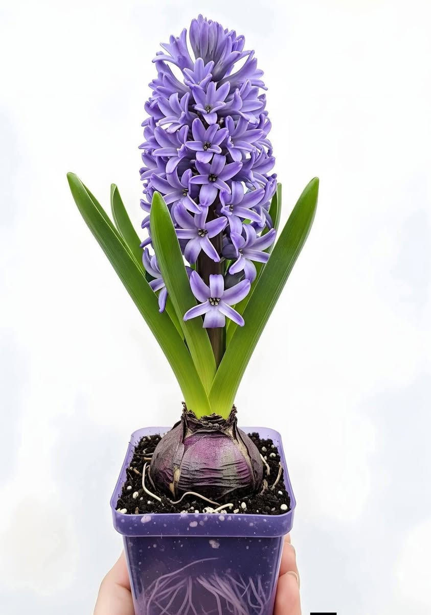 زهرة الياقوتية، المعروفة أيضاً باسم الهايسنت. 🪻🥀🪻🥀🪻
الاسم العلمي: الاسم العلمي لهذا النبات هو Hyacinthus orientalis. 
الوصف: الياقوتية نبات بصلي مزهر عطري يتميز بأزهاره الكثيفة على شكل عنقود، وتأتي بألوان مختلفة مثل الأزرق والأبيض والوردي. 
الموطن الأصلي: موطنها الأصلي هو منطقة شرق البحر الأبيض المتوسط وغرب آسيا. 🪻🥀🪻🥀🪻
الاستخدام: تزرع بشكل شائع كنباتات زينة في الحدائق والمنازل لرائحتها الزكية وجمال أزهارها. 🪻🥀🪻🥀🪻 متابعينه الاعزاء ولكل محبي الزراعة

تم توفير جميع انواع اشجار الفواكه والضليات واشجار الزينة وزهور الربيع  وشجيرات الزينة بأنسب الاسعار 

العنوان: موصل/ حي الكرامة مشتل النور 💐

يوجد توصيل داخل المحافضه 

لتوصل اتصل على رقم الجوال ***********
وات ساب 

سنادين 🌿 نباتات زينة 🌿 أشجار فاكهة 🌿 بتموس 🌿 أشجار غابات 🌿 ثيل طبيعي بأنواعه 🌿 ثيل صناعي 🌿 زجاجيات عصاة موسى🌿سنادين🌿أسمدة🌿مبيدات

#سنادين_سيراميك #سنادين_فخار  #تين #مشمش #خوخ #آلو #تفاح_ابراهيمي #عرموط #رمان #عنب_حلواني #توث_هندي #أنكدونيا #كرز #جوز #فستق #أم_الربيعين #الموصل_الخضراء #العراق
