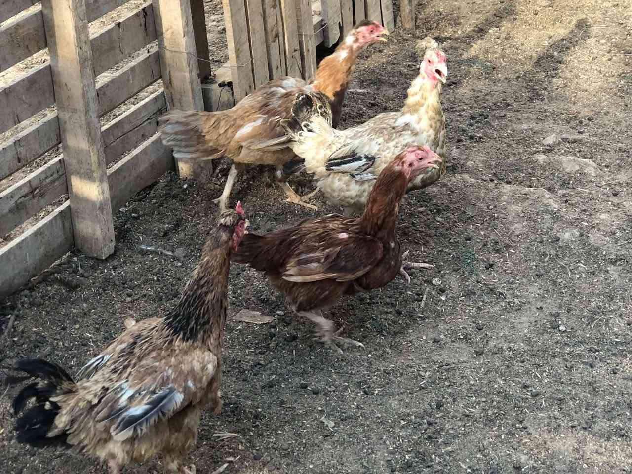١٠ دجاجات و٢ ديج زوج ب٣٠ مكان الطارميه


**إذا كنت صاحب هذا الإعلان وتريد حذفه لأي سبب، رجاءا أرسل رسالة إلى الدعم الفني**
