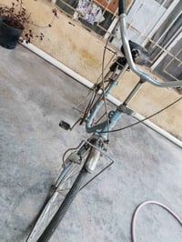 باسكلات • بنجر وزنجيل • الخالص ديالى