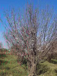 10 دونم بستان طابو زراعي سند 25 كامل الخدمات عالشارع مباشر بغداد الدور...