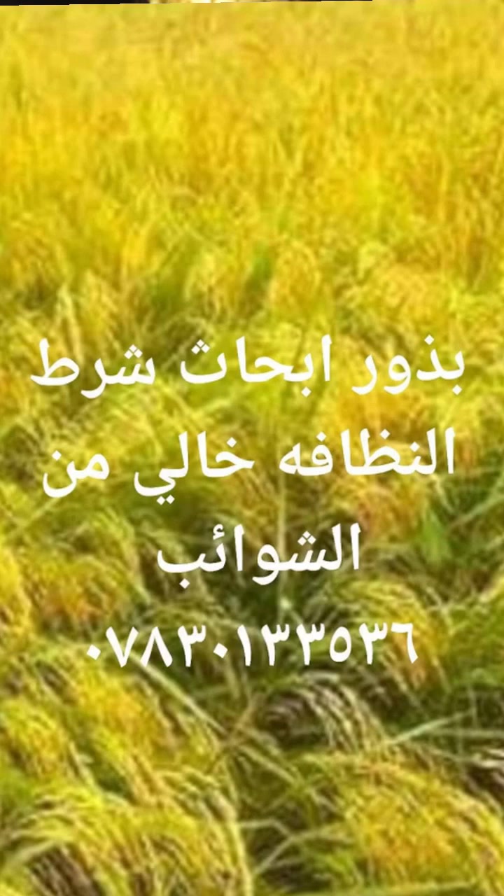 بذور ياسمين خاليه من جميع الشوائب
