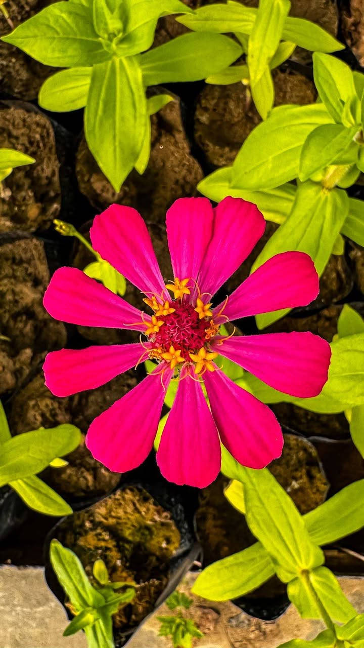 🌿🌳 فرصة مميزة لاقتناء الشتول 🌳🌿

يعلن مشتل مشروع تثبيت الكثبان الرملية – بيجي إلى المواطنين الكرام في محافظة صلاح الدين عن توفر مجموعة متنوعة من شتول الغابات وشتول الزينة 🌱🌸
وذلك بأسعار مدعومة ومناسبة للجميع دعماً للتشجير وزيادة المساحات الخضراء ونشر الجمال البيئي في مدننا وحدائقنا.

📍 العنوان:
محافظة صلاح الدين – قضاء بيجي – مجاور مطعم الزيتون.

🌿 ندعو جميع المواطنين والمهتمين بالتشجير والحدائق المنزلية إلى زيارة المشتل والاطلاع على الشتول المتوفرة والاستفادة من هذه الفرصة.

📩 للاستفسار يرجى مراسلة الصفحة.

أهلاً وسهلاً بكم في مشتل مشروع تثبيت الكثبان الرملية في بيجي 🌱


**إذا كنت صاحب هذا الإعلان وتريد حذفه لأي سبب، رجاءا أرسل رسالة إلى الدعم الفني**