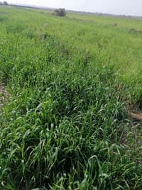 أرض زراعية • ٢٧٠دونم • سوق شيوخ العكيكه