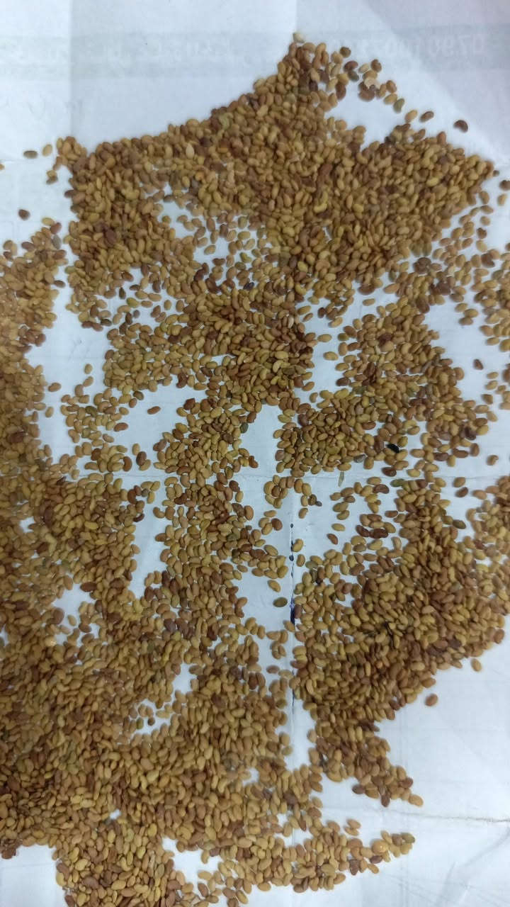 متوفر بذور جت هندي المسمى ( جت الفواكه)
مميزات النبات حسب كاتلوك الشركة

اشتركوا في كروبنا اسمه تجهيزات ( ازرع) متخصص في عرض البذور والاسمدة والمبيدات والاستشارات الزراعية
............................................

١- صنف سريع النمو مقارنتاً بالاصناف المحلية كونه معدل معملياً

٢- يتحمل درجات الحرارة العالية ولا يتاثر الانتاج

٣_ يتحمل انخفاض درجات الحرارة ويبقى منتجاً ولا يتوقف الا بالصقيع البارد جدا

٤_ يتحمل الملوحة القليلة والمتوسطة

٥_ يعطي ارتفاع يصل الى ٧٠ الى سم اذا كانت الخدمة التسميدية جيدة

٦_ يدوم بالارض حتى ٥ سنوات

٧_ يعطي حشات عديدة  سنوياً

٨_ يعطي الدونم الواحد من ١٨ الى ٢٥ طن سنويا علف اخضر

٩ نسبة البروتين فيه من  ١٢ الى ١٥ ٪ حسب قوة الارض والاضافات التسميدية وعمر النبات بالقص

١٠_ يفضل تسميده بالاسمدة الحيوانية وتعتبر هي افضل الاسمدة لهذا الصنف ليكون قد قلل مصاريف الاسمدة الغالية

سعر الكيلو  ( ١٢٠٠٠) 

يوجد منه اكياس ٢٥ كيلو

يوجد حجز و توصيل لكل المحافظات

هاتف / ***********
