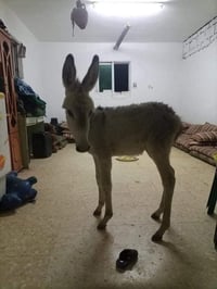 مطي البيع فول مواصفات عده البصمه العنوان بغداد  مستعجل مطي مكفول من ال...