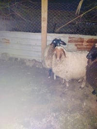 ورحمه الله وبركاتو هذا النعجات للبيع الذي يريد الاستفسار يتصل على هذام...