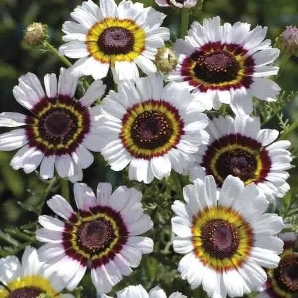 متاح لدينا بذورها بذور نبات ورد عين البقره
الطلب والحجز واتساب *********** السماوه أو مراسلة الصفحه يوجد خدمة توصيل طلبات داخل السماوه ولكافة المحافظات لباب البيت أنواع البذور الاستوائية النادره
