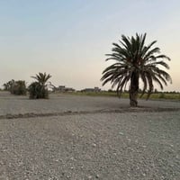 الفلوجة شيخ عامر • ٥٫٥ دونم • صالح للزراعة