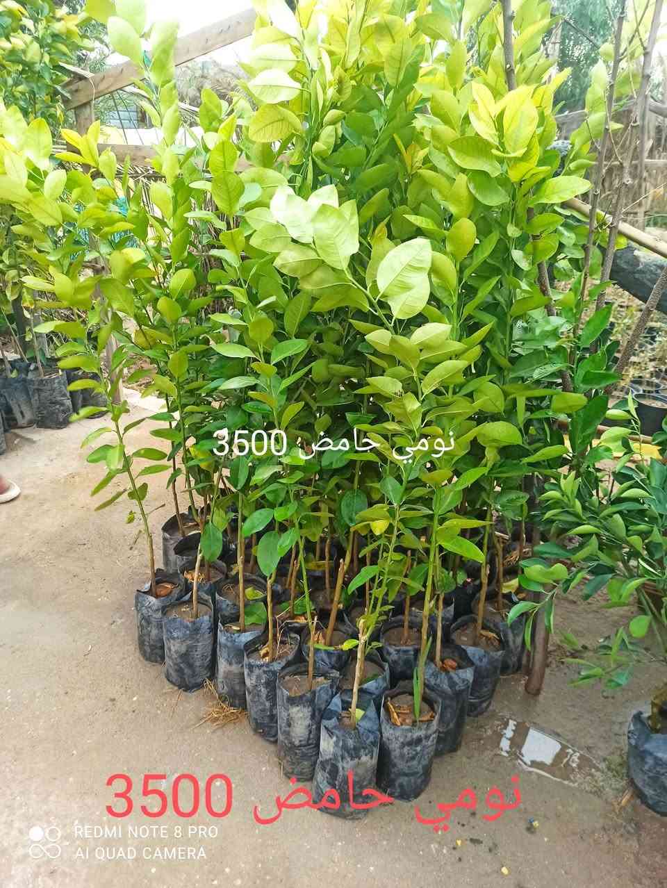 يا الله متوفر حاليا مجموعه من الحمضيات يوجد توصيل داخل كربلاء فقط


**إذا كنت صاحب هذا الإعلان وتريد حذفه لأي سبب، رجاءا أرسل رسالة إلى الدعم الفني**