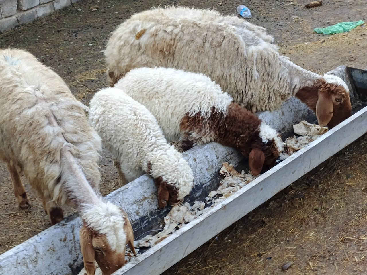 يوجد مطافيل ثنين مالات جنيه شرط نصاحه وين لي ريد جنيه 🔥فول سعر 700 الف لزوج المكان بيجي حي العصري رقم الهاتف ***********
***********
