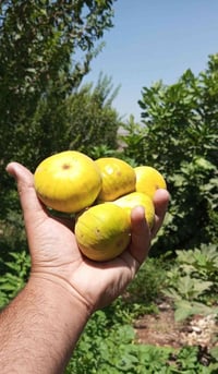 مزرعه ٦ دوانم • عايله ٤ نفرات • قرب قضاء كويه