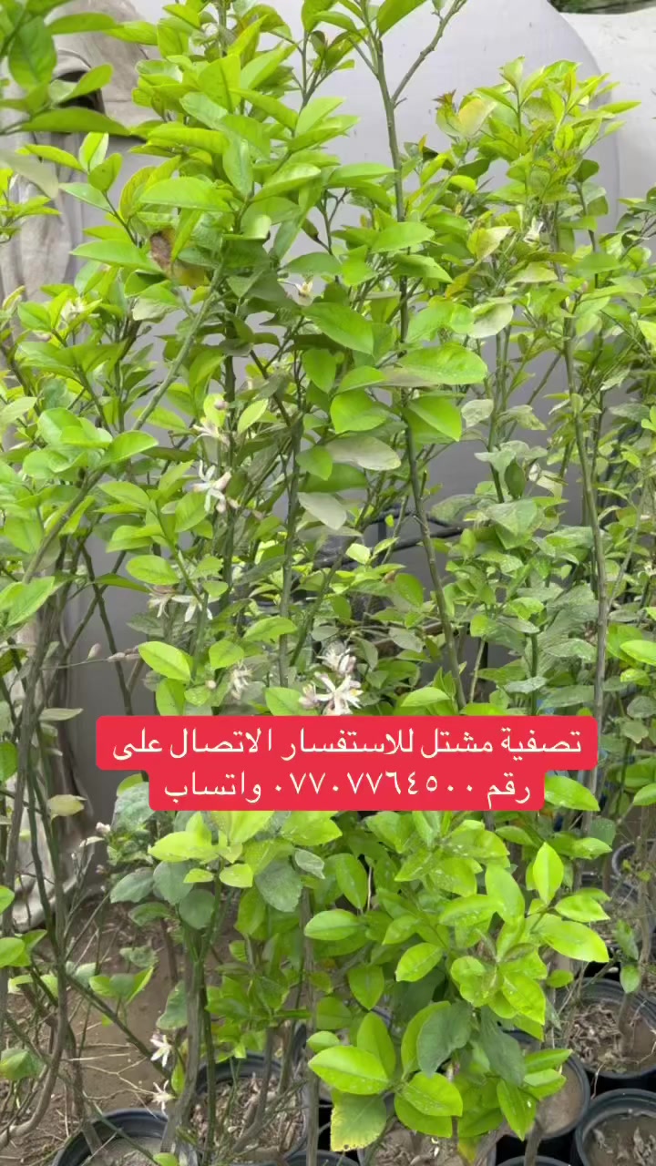 تصفية مشتل للاستفسار الاتصال على رقم *********** واتساب
