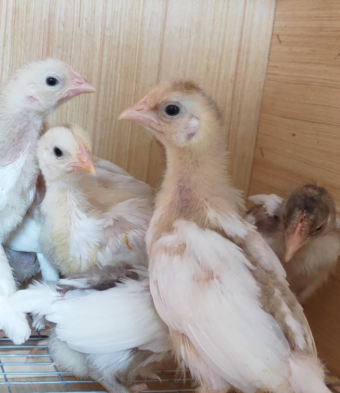 متوفر 8 أفراخ من الامهات المعروضة 

الزوج 10 

مكان كوفة يوجد توصيل داخل النجف 

***********
