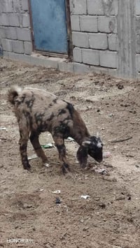 ٢ صغار • أنثى وفحل • بصره ابي الخصيب