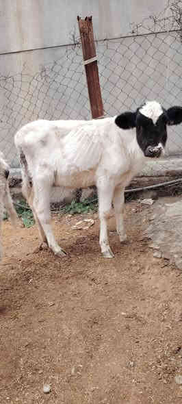 السلام عليكم
اخوان يوجد جوز حوليات
وحده فرنسيه وحده فريزيه جنس نضاف وين جنايه
سعرهن بلاش بلاش مليون 75 فقط قفل قفل
شراي يتصل او واتساب فقط
***********
شرقاط قريه شكرا
م/ حوليات جنس بس زقار مو كبار يجيني لايكلي زقار
