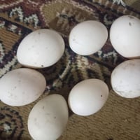 بيض مصري • للبيع • ٤ بالف