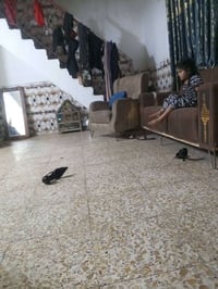 ٨مقاعد • بحاجة شغلات • بغداد