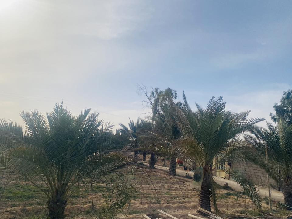السلام عليكم مزرعه للبيع طريق ياعلي عمود 185 تبعد عن شارع 1500 م شارع تبليط  6 دونم مع البيت والبحيرات متوفره بيها بير ماء ومنظومة مرشات حديثة 
تنباع مزرعه مع البيت مخدومه من كلشي 
ومكان مرتب 
اخوان سعر الدونم 15 من عده دونم الي موجوده بي البيت سعره 20 
للتواصل ***********
